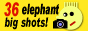 36 elephant big shots!